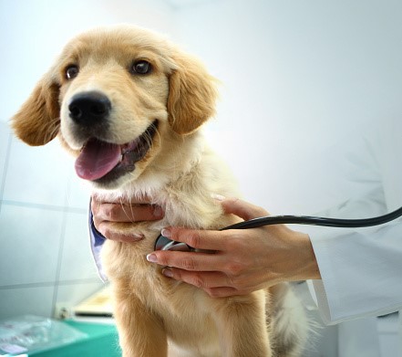Atención de mascotas a través de su seguro de salud